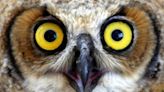 Great horned owls take over famed SC live streamed nest. Here’s how to watch