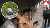 被連籠遺棄土瓜灣公園 可憐貓貓腎指數嚴重超標未脫危險