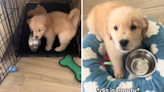 Golden retriever puppy has hilarious habit to tell owners he's hungry