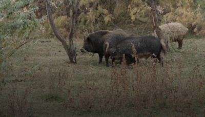 Scientists Warn Invasive Feral Pigs Pose a Threat to the US