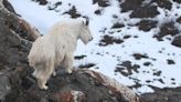 Mountain Goats Are Not Avalanche-Proof