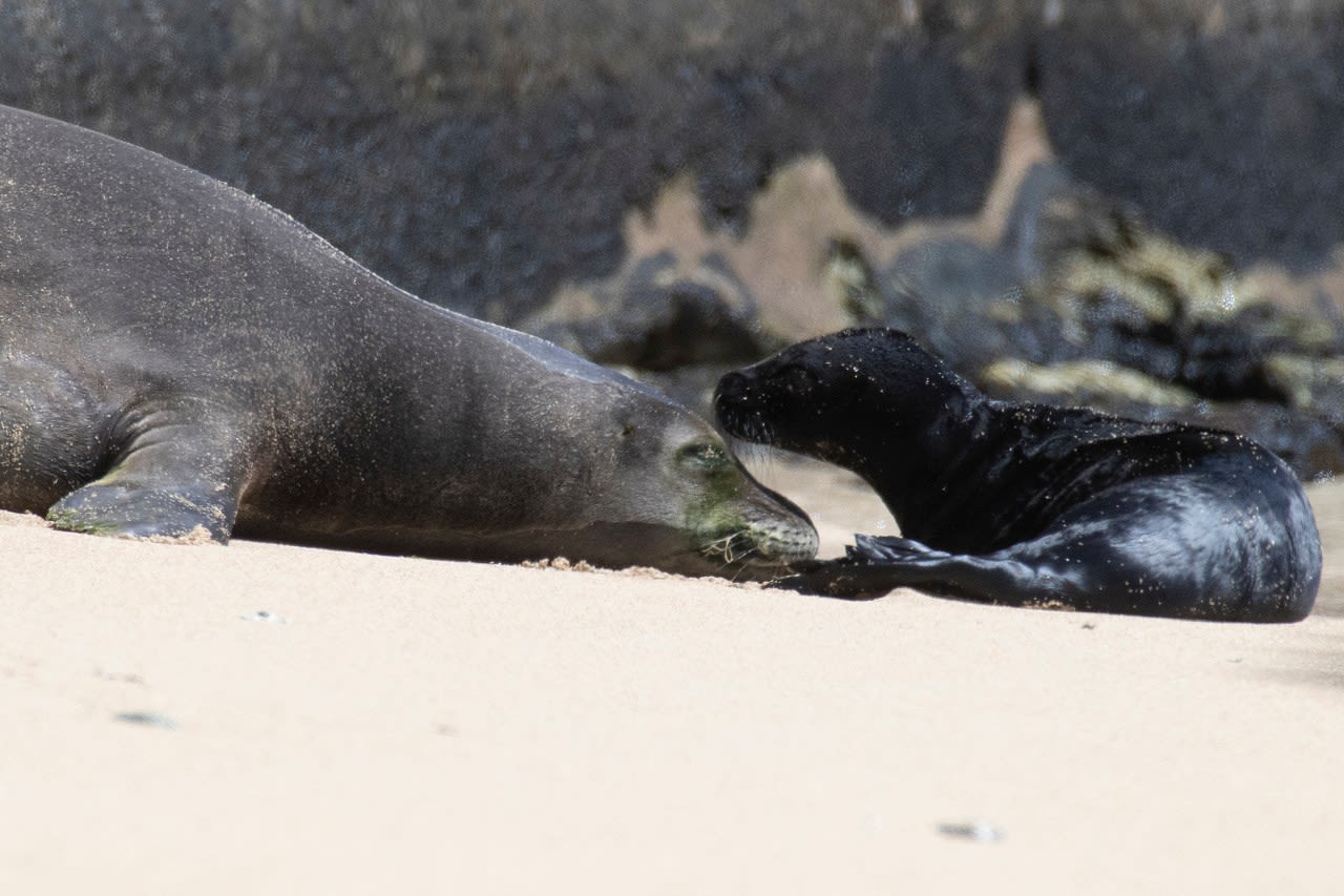 Autopsy confirms monk seal pup’s death was from dog attack