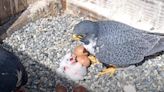 UC Berkeley to celebrate newly hatched peregrine falcon chicks with Hatch Day festivities