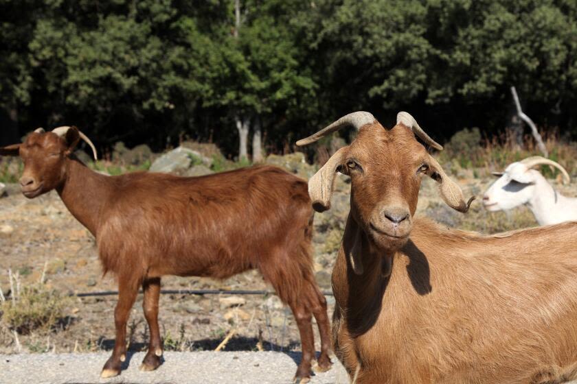 The Inland Empire's last goat dairy farmer faces a precarious future after he was robbed of a dozen goats