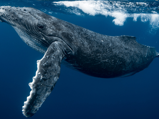 Snorkeler in Australia Gets ‘Launched’ Out of Ocean by Humpback Whale in Wild Video