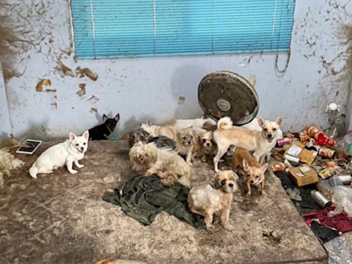 In Bangkok, 28 starving dogs found cannibalising dead owner’s leg (VIDEO)