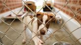 Dog Dad Spending a Full Day With a South Carolina Shelter Pup Is Melting Hearts