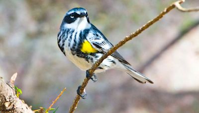 Millions of migrating birds to cross Chicago area tonight, experts say