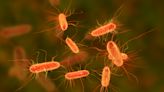 Health officials investigate "fast-moving" E. coli outbreak of unknown cause