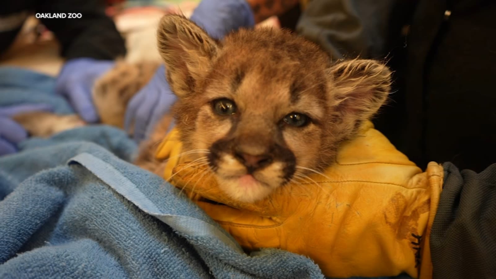 Meet Briar, the mountain lion cub rescued by Oakland Zoo