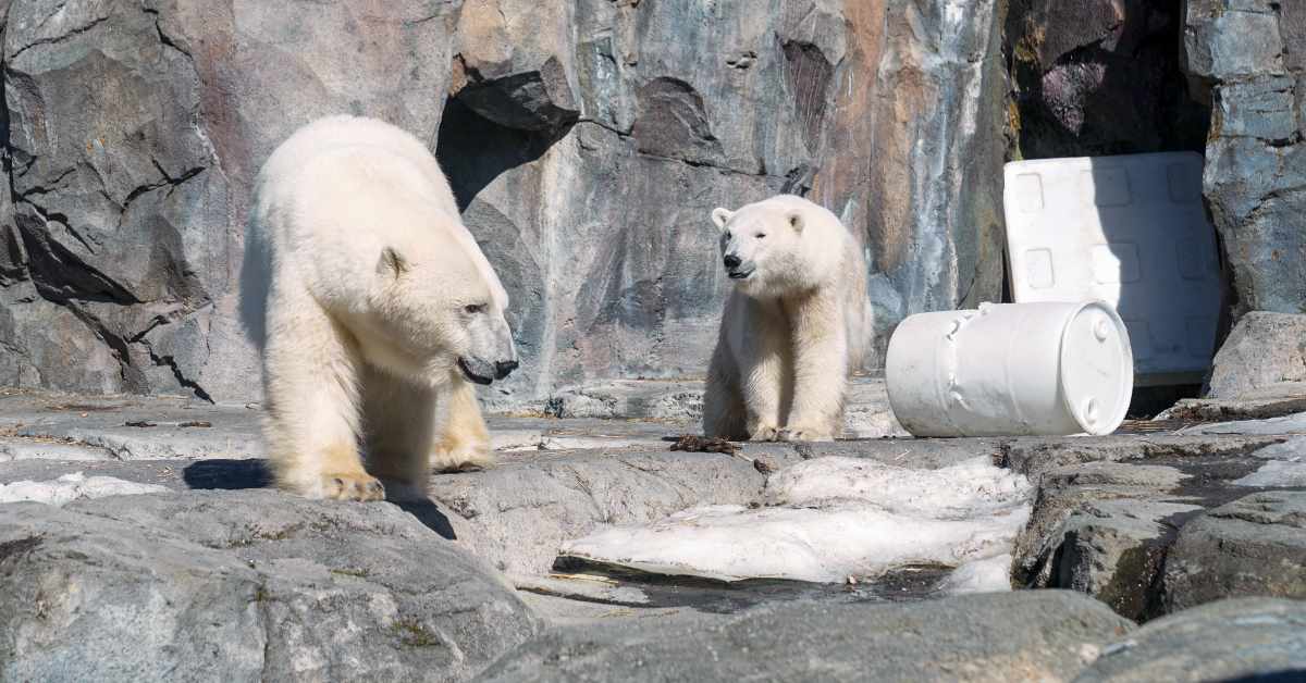 Polar Bear Killed in Freak Accident at Popular North American Zoo