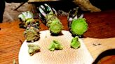 Wasabi's health benefits