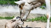 Look: Critically endangered addax antelope born at Illinois zoo