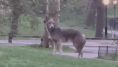 Large coyote spotted in Central Park