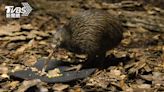 付719元摸「國鳥」 美動物園遭紐西蘭人炎上：把鳥還來