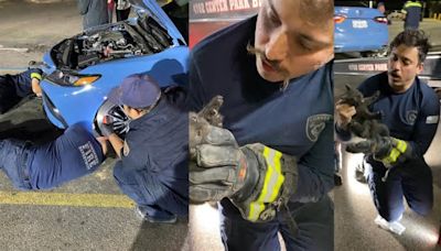 Kitten Plays Hide And Seek In Several Cars