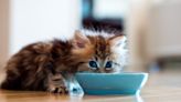 幼貓飼料如何挑？一天吃幾餐？訓練怎麼做？幼貓洗澡照顧事項一次看