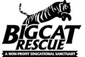 Big Cat Rescue