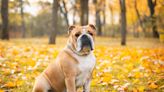 English Bulldog Who Loves Wearing His Bowtie Is the Picture of a True Gentleman