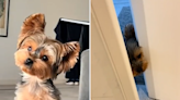 Woman tries to buy cute Yorkshire terrier, gets "a stalker" instead