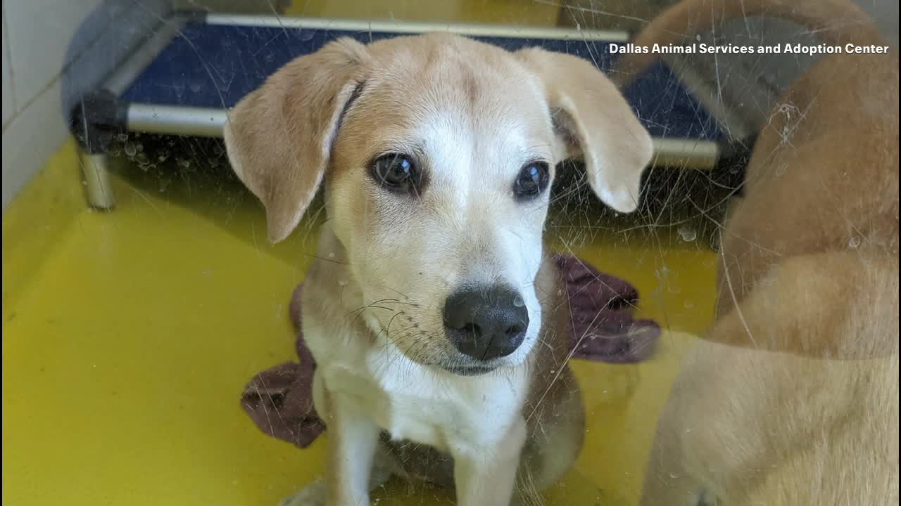 Dallas Animal Shelter dealing with extreme overcrowding, offering free adoptions this weekend