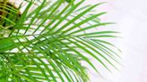 How to Grow and Care for Bamboo Palms So They Thrive