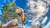 Global study shows a third more insects come out after dark