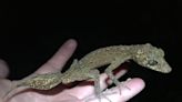 Hallan una nueva especie de geco en una isla rocosa del noreste de Australia