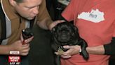 Keith Kaiser joins people celebrating their favorite dog breed at Bluegrass PugFest