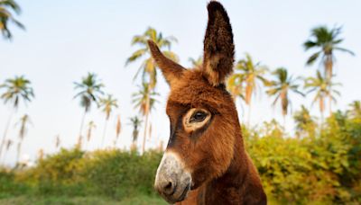 20 Funny & Unique Names Perfect for Pet Donkeys