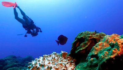 Coral reefs are vital lines of defence against hurricanes. But their future is in doubt | CBC News