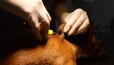 Ação Animal chega no Vital Brazil e oferece gratuitamente microchip e vacina antirrábica | Niterói | O Dia