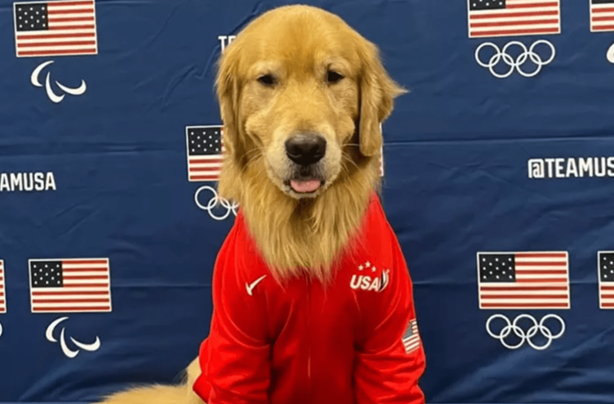 USA Olympic Team Therapy Golden Retriever Has Sadly Been Hospitalized