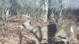 Whitetail rut prediction for 2023: What to expect while deer hunting this fall