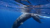 Scientists are learning the basic building blocks of sperm whale language after years of effort