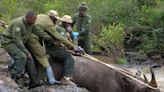 Kenya embarks on its biggest rhino relocation project. A previous attempt was a disaster