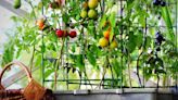 3 rules to follow for growing fruit and vegetables in small spaces