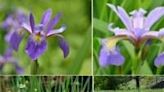 Corporate volunteers to plant 300 irises and grasses at Grover Cleveland Park May 3