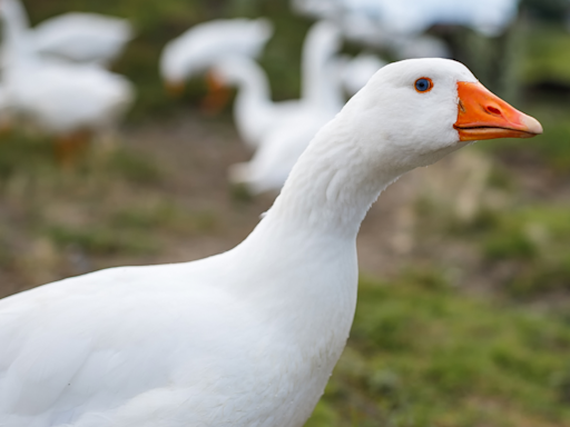 Goose Grieving Loss of Beloved Friend Starts to Heal After 'Adopting' Baby Geese