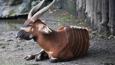 UK Zoo Introduces an Extremely Rare & Gorgeous Animal and Fans Are Going Wild