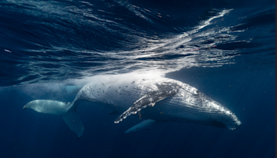I swam with migrating humpback whales down the coast from Sydney