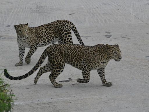 South India’s first leopard safari opens at Bannerghatta Biological Park