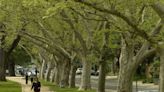 Sacramento wants to expand its famous tree canopy to more neighborhoods. It needs your help