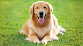 Golden Retriever Gets to Pick One Thing at the Pet Store and It’s Too Cute