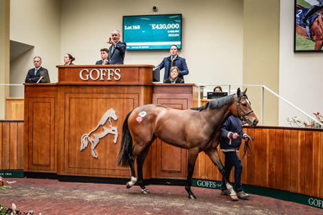 Havana Grey Filly Heads Record Day for Goffs Doncaster