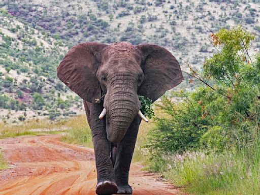 Elephants trample tourist to death after he left fiancée in car to take photos in South Africa