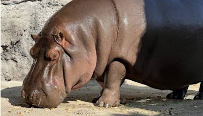 日本「美男子河馬」是女森 動物園養7年見2行為驚：搞錯了