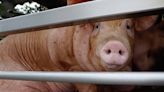 Cerdo mata a hombre de la tercera edad cuando intentaba alimentarlo en Mérida