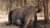 Poaching of rhinos ‘shows encouraging decline but remains an acute threat’