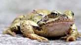 Outside Story: The fascinating adaptations of frogs